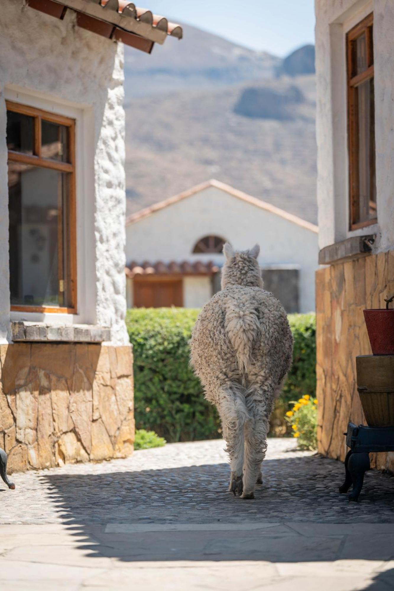 Casona Plaza Ecolodge Colca Yanque Luaran gambar